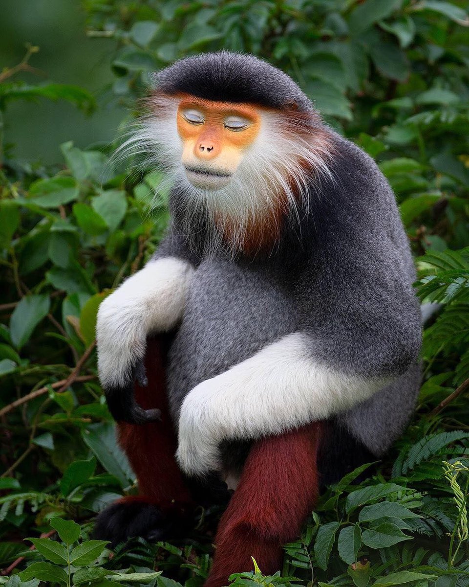 fatherjstn's tweet image. The red-shanked douc is the most peaceful and relaxed monkey i’ve ever seen, just look at it’s face.
