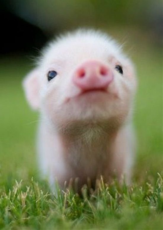 Cute__animals1's tweet photo. Hello https://t.co/SuiRqjT4hQ