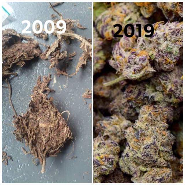 420SmokingClub's tweet photo. Fo sure https://t.co/prq1yCPQf4