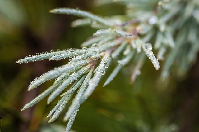 dubland's tweet photo. After the rain on the #FullertonLoop trail. https://t.co/7iqh4BzzEm https://t.co/vZGmvs0TAW