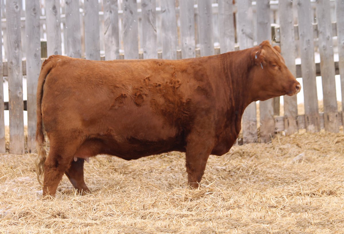 Eric Boon (@bbarcattle) on Twitter photo The lead off bred in our 2018 December Sale to Anchor B Limousin, SK <a href="/AnchorBLimo/">Jay Bohrson</a>
Lot 27 B Bar Nicole 28E
Homozygous Polled
S:Hunt Credentials 37C ET
D:B Bar Nicole 31C
Calf at side: Red, Homozygous Polled, RPY Paynes Cracker 17E bull calf. <a href="/CDNLimousin/">Canadian Limousin</a> <a href="/limousincattle/">N. American Limousin</a> The lead off bred in our 2018 December Sale to Anchor B Limousin, SK <a href="/AnchorBLimo/">Jay Bohrson</a>
Lot 27 B Bar Nicole 28E
Homozygous Polled
S:Hunt Credentials 37C ET
D:B Bar Nicole 31C
Calf at side: Red, Homozygous Polled, RPY Paynes Cracker 17E bull calf. <a href="/CDNLimousin/">Canadian Limousin</a> <a href="/limousincattle/">N. American Limousin</a>