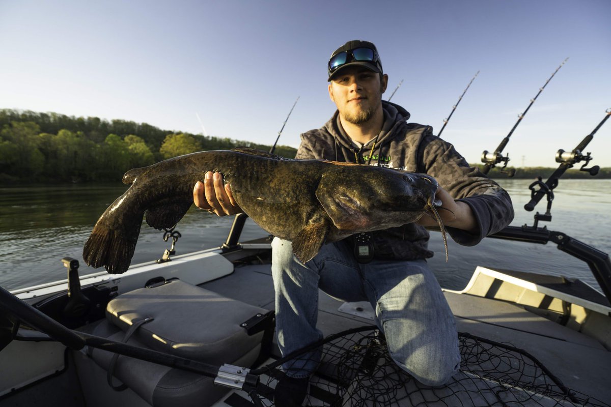 Simply put, the Mustad Triangle hook is built for big fish and durability. Perfect for chasing big blues, flatheads, and channels, the Triangle hooks feature two point styles: our flagship UltraPoint or new Triangle point, the sharpest and longest lasting points of their kind.