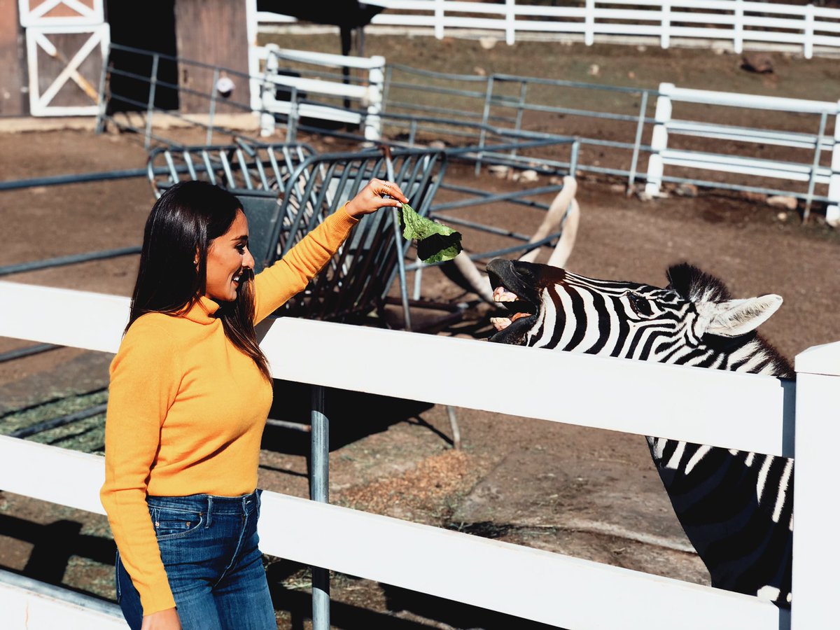 Daniellerobay's tweet photo. A day to remember with @nbcla •California Live• at @MalibuWines Safari...got to hang out with and feed lettuce to Barack O’lama, Justin Zebre, and the star of the show Stanley the giraffe ate lettuce out of my mouth 🤦‍♀️🦒 🥬 https://t.co/5m92obsWJR
