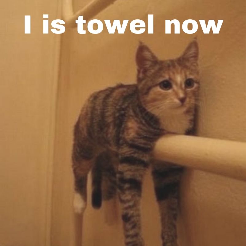 When they said, 'you can be anything you want.' 😂 Don't you wish it were that easy??

#trysomethingnew #tgif #newyearnewme #TGIF #catmemes #fridayfunny #towel #deckbuilder #vancouvercontractors #vancouverbc #surreybc #richmondbc #whiterockbc #deltabc #burnabybc #langleybc