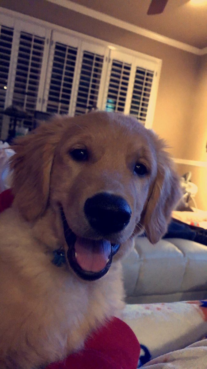 MuenchowGriffin's tweet image. Thread: post photos of your dog