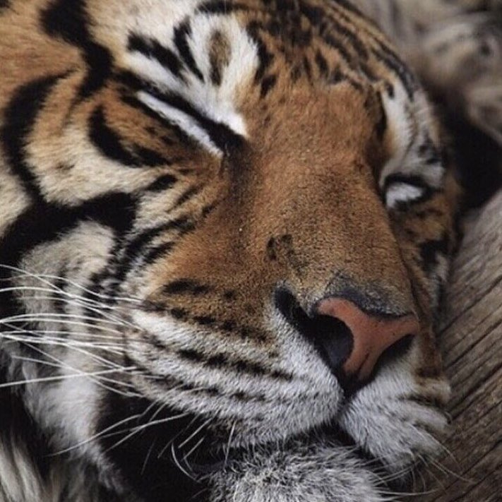 𝐂𝐇𝐀𝐑𝐋𝐄𝐌𝐀𝐆𝐍𝐄 𝐇. 𝐋𝐎𝐂𝐊𝐋𝐄𝐀𝐑 
𝘯𝘦𝘷𝘢𝘥𝘢, 𝘤𝘪𝘳𝘤𝘢 1993. 𝘴𝘵𝘶𝘥𝘺𝘪𝘯𝘨 𝘧𝘰𝘳𝘦𝘯𝘴𝘪𝘤 𝘱𝘴𝘺𝘤𝘩𝘰𝘭𝘰𝘨𝘺. 𝘤𝘢𝘱𝘳𝘪𝘤𝘰𝘳𝘯. 𝘯𝘰 𝘰𝘯𝘦𝘴. 𝘯𝘢𝘵𝘪𝘷𝘦 𝘢𝘮𝘦𝘳𝘪𝘤𝘢𝘯. 𝘩𝘰𝘳𝘳𝘰𝘳 𝘧𝘪𝘭𝘮 𝘦𝘯𝘵𝘩𝘶𝘴𝘶𝘢𝘴𝘵.