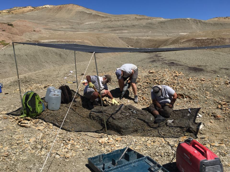 PalaeoPittman's tweet image. Back from #LateCretaceous + #Palaeogene #LaColoniaFormation w/ @mefpatagonia @poldiego #JoseLuis @leosalgadocipo Nice scenery + wildlife Neat #reptile #fossils including #dinosaurs! Find out more in #nextedition of @dinoecosystems @hkuonline @hku_science @HKUniversity 🦖🦕🐢