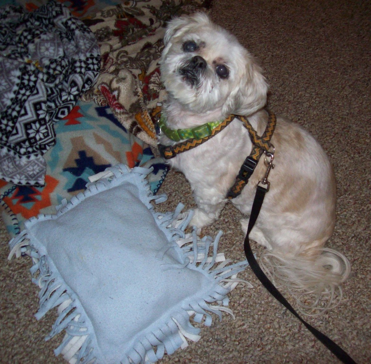 Birdie here pals. Nico wanted to say goodbye to you but unfortunately he had to rush back to the Vet and he is now over the Rainbow Bridge. He fought until the very end and he got to sniff out some Zombies in the room. #ZSQH #TeamNico #DogsofTwittter #TzuKingdom 💔😭😭😭😭💔