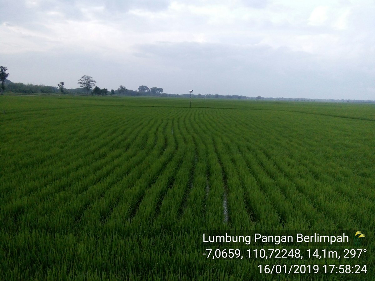 Butuh kesabaran,  keuletan dan usaha untuk menjadikan Lumbung Pangan berlimpah menjadi kenyataan