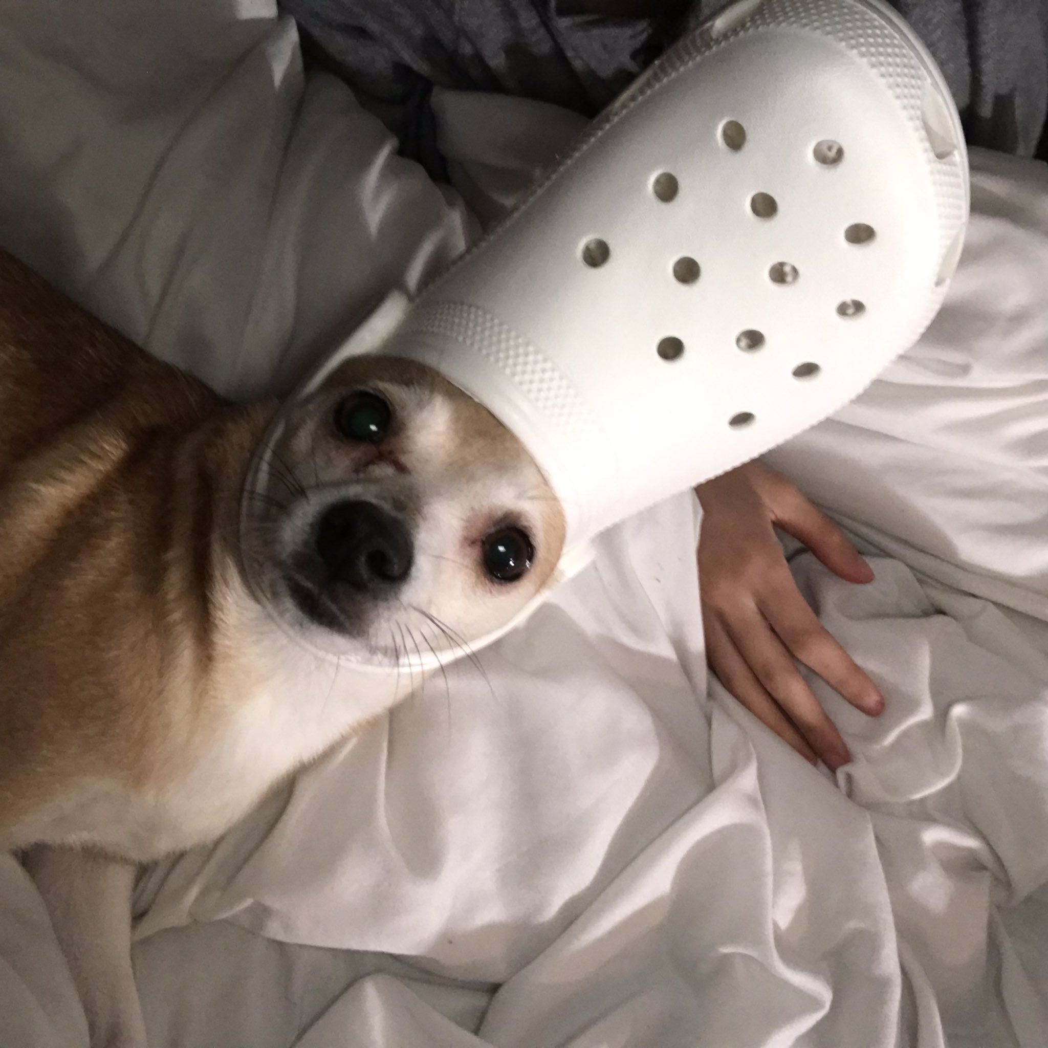 Chihuahua with crocs new arrivals