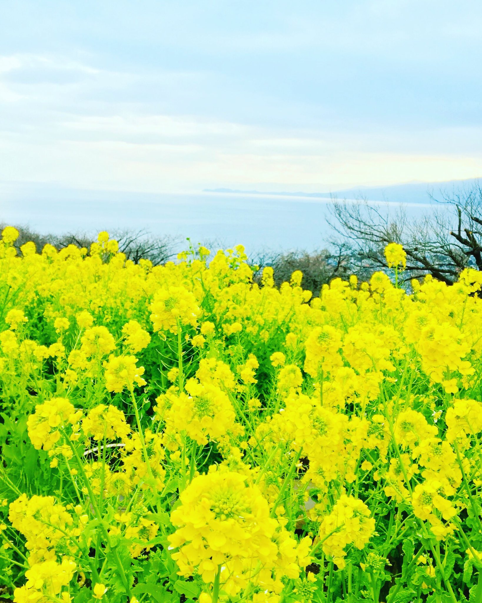 菜の花の花言葉 Twitter Search Twitter