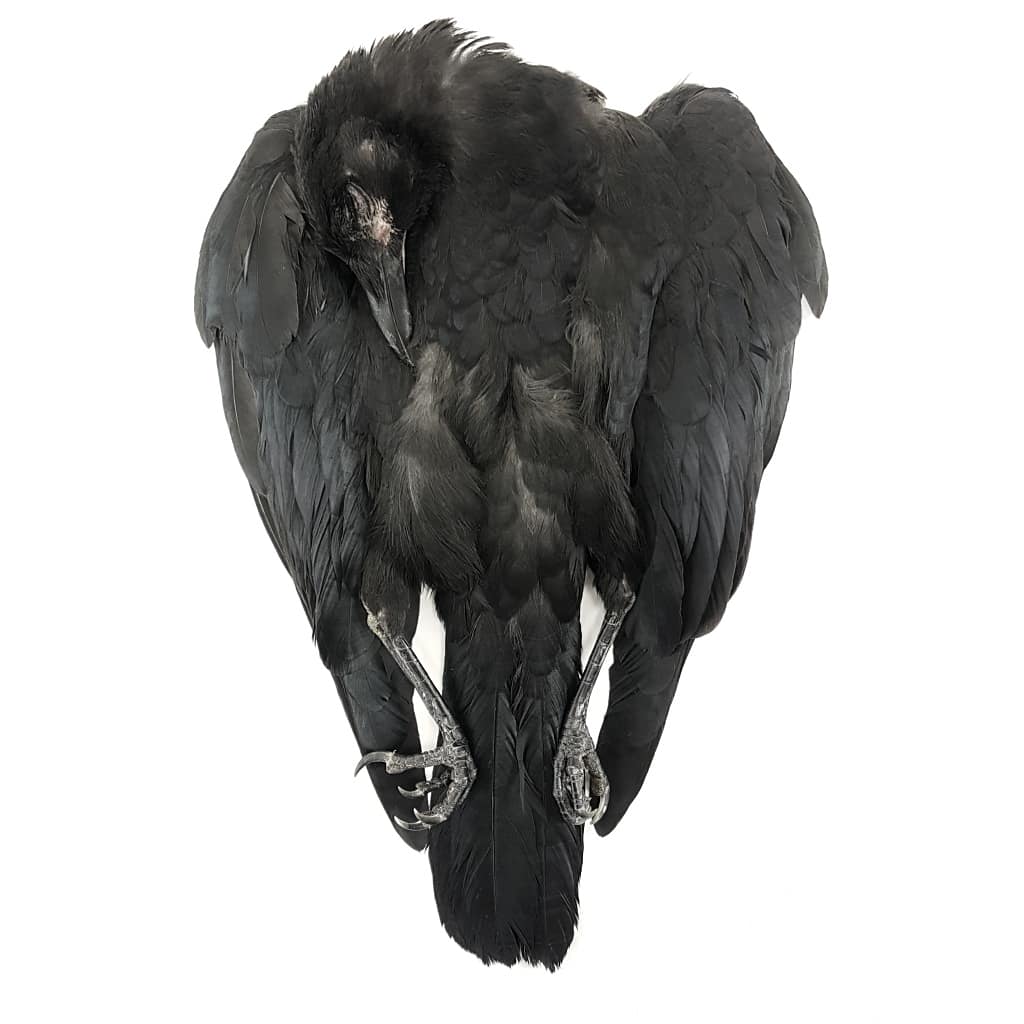 DanaeFrier's tweet photo. Feather tracts on a wet #crow #museumprep https://t.co/kCvBrrZk9c https://t.co/kIK2sF31IX