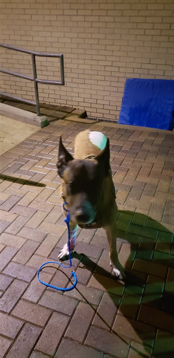 Larry J Satterwhite (@satterwhitelj) on Twitter photo T-Rex, a K9 team member, was diagnosed with cancer and had to undergo surgery today to remove his left hind leg. But he is already up and ready. #Unbreakable. <a href="/houstonpolice/">Houston Police</a> T-Rex, a K9 team member, was diagnosed with cancer and had to undergo surgery today to remove his left hind leg. But he is already up and ready. #Unbreakable. <a href="/houstonpolice/">Houston Police</a>