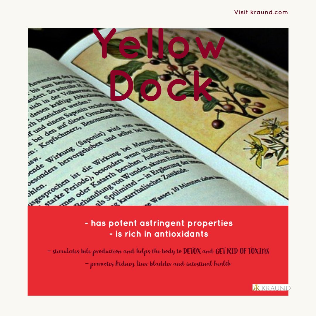 Women utilise yellow dock root to lower menstrual pain, treat fibroids, balance menstrual cycles and lower heavy menses. It helps with keeping iron levels normal.