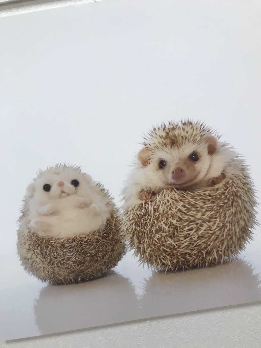 Todays Gallery Studio カワウソほんと展 ミニチュア写真の世界展in名古屋 まるっと小動物展 In カレッタ汐留 1 まで開催中 ショウガラゴが初登場 ペットで飼えるお猿さんです 懐いているかわいい姿を是非見てください 詳しくは T Todays Gallery Studio カワウソほんと展 ミニチュア写真の世界展in名古屋 まるっと小動物展 In カレッタ汐留 1 まで開催中 ショウガラゴが初登場 ペットで飼えるお猿さんです 懐いているかわいい姿を是非見てください 詳しくは T
