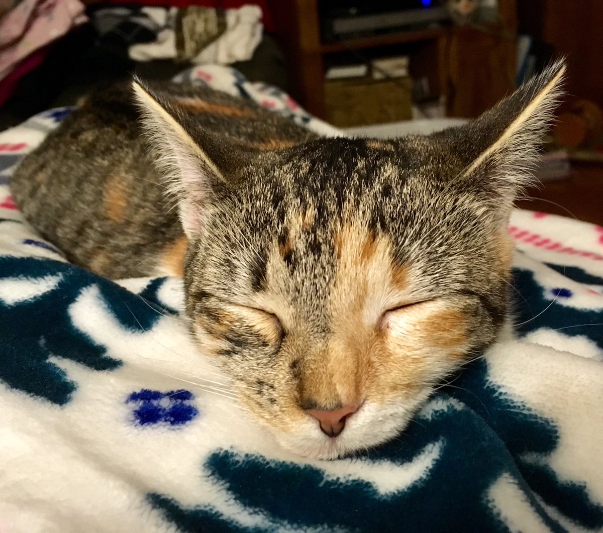 TheBrendaCovert's tweet image. My view on the couch. Sophie kitten sleeping on my abdomen while I watch the latest ⁦@hallmarkchannel⁩ winter movie, #AWinterPrincess