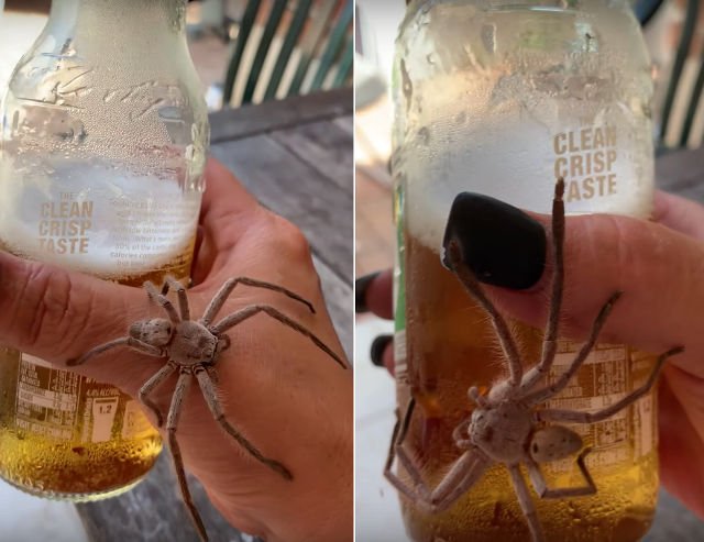 DesignEnginR's tweet photo. Australian Woman Calmly Enjoying A Cold Beer With A Huntsman Spider https://t.co/viX3ddDXo1 https://t.co/VMH0Ip14wR