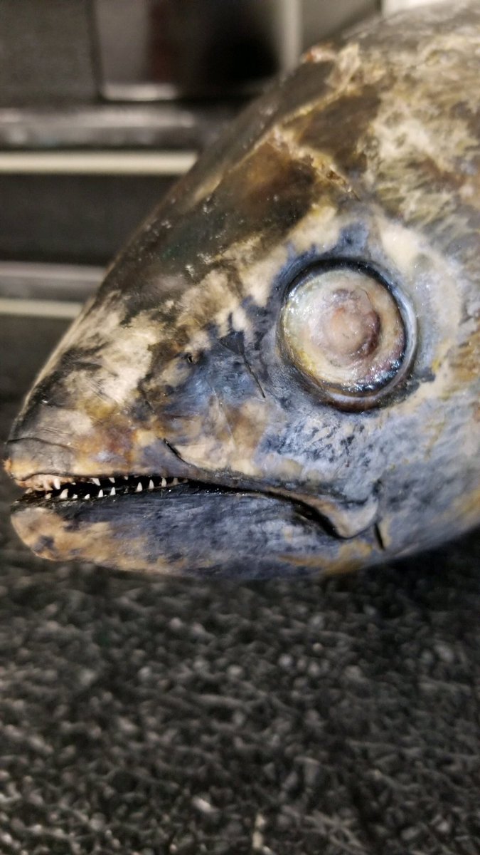 Mavpuck's tweet photo. A live look at tonight’s @OmahaHKY fish. #HeHasTeeth
Photo credit: @Mavboni https://t.co/DSIBvQ8O8V