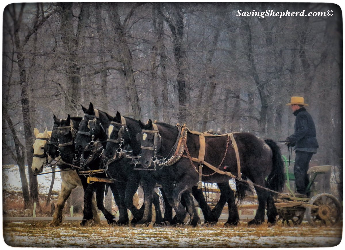 SavingShepherd's tweet photo. Today's Truth ...

“Half done is far from done.”

~ Amish Proverb
❤️

#work #horses #quoteoftheday #Amish #proverb #photooftheday #ethic #effort #grind #abition #determination #quote #savingshepherd #country #horse #photography #simple #countryliving #photograph #visitpa #USA https://t.co/UBy7agZrp5