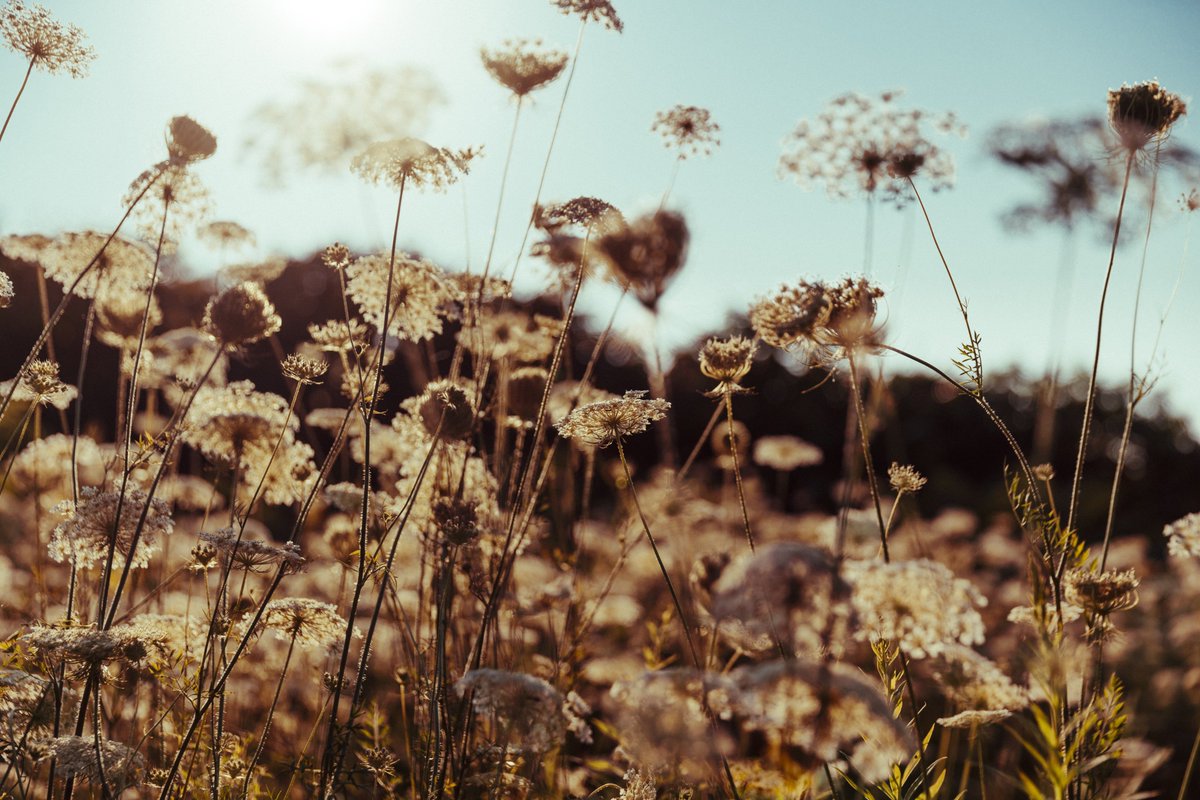 Homsoph's tweet photo. dandelion https://t.co/jeavt6CXYh
