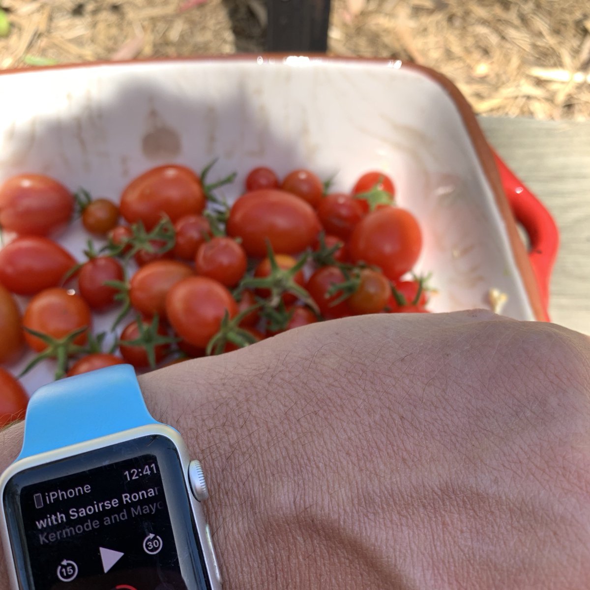 vonschlapper's tweet photo. Listening to #wittercoincidences on the @wittertainment pod while picking tomatoes from the antipodean veggie patch when @simonmayo mentioned @alfonsocuaron‘s #romatomatoes https://t.co/EEAwDsssHp