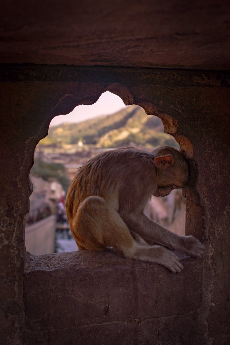 It’s not what you look at that matters, it’s what you see. 
#monkeytemple #monkey #jaipur #_coi #_woi #incredibleindia #indiagram #storiesofindia #rajasthan <a href="/indiatoday/">IndiaToday</a> @living_destinations <a href="/india/">Crypto</a> @rajasthan_tourism <a href="/NatGeoIndia/">Nat Geo India</a> follow along for more instagram.com/p/BszGPGcH0E4/