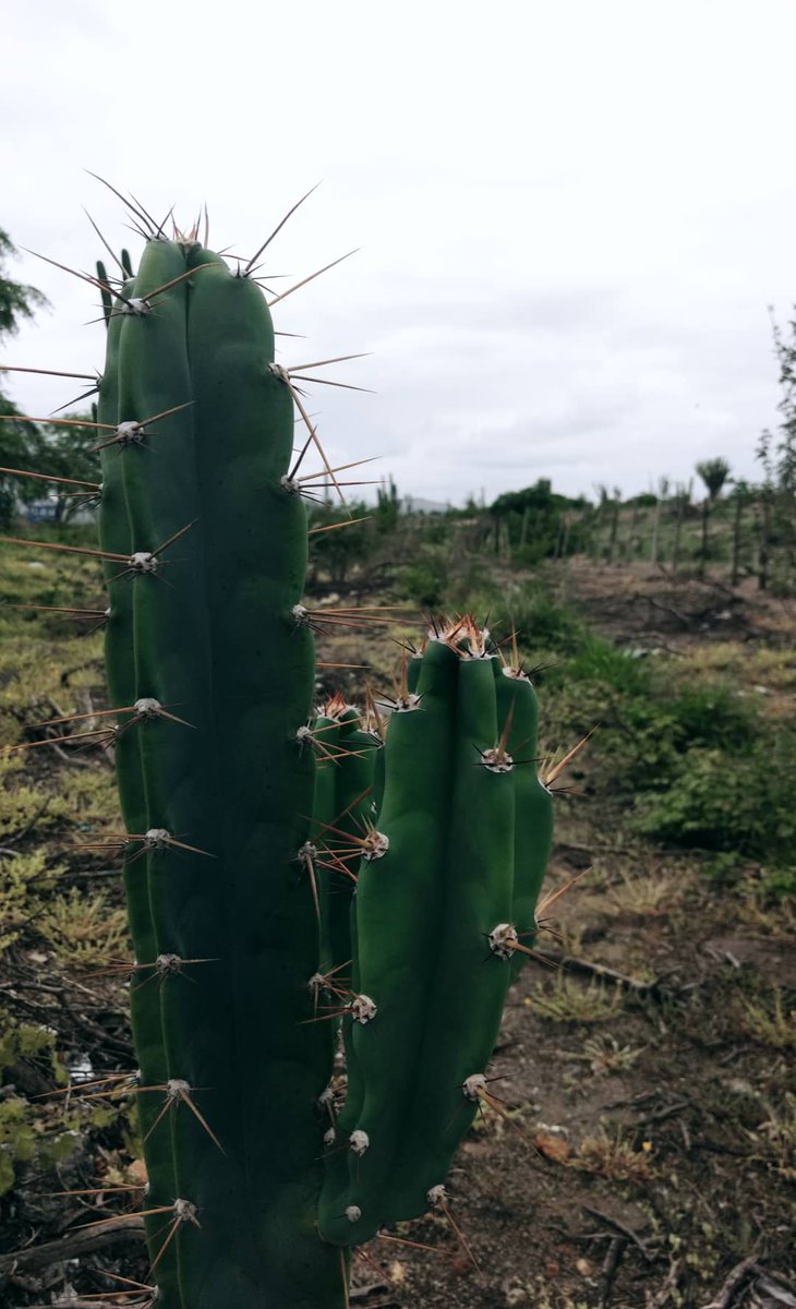 Silvia (@sesydelim) on Twitter photo 