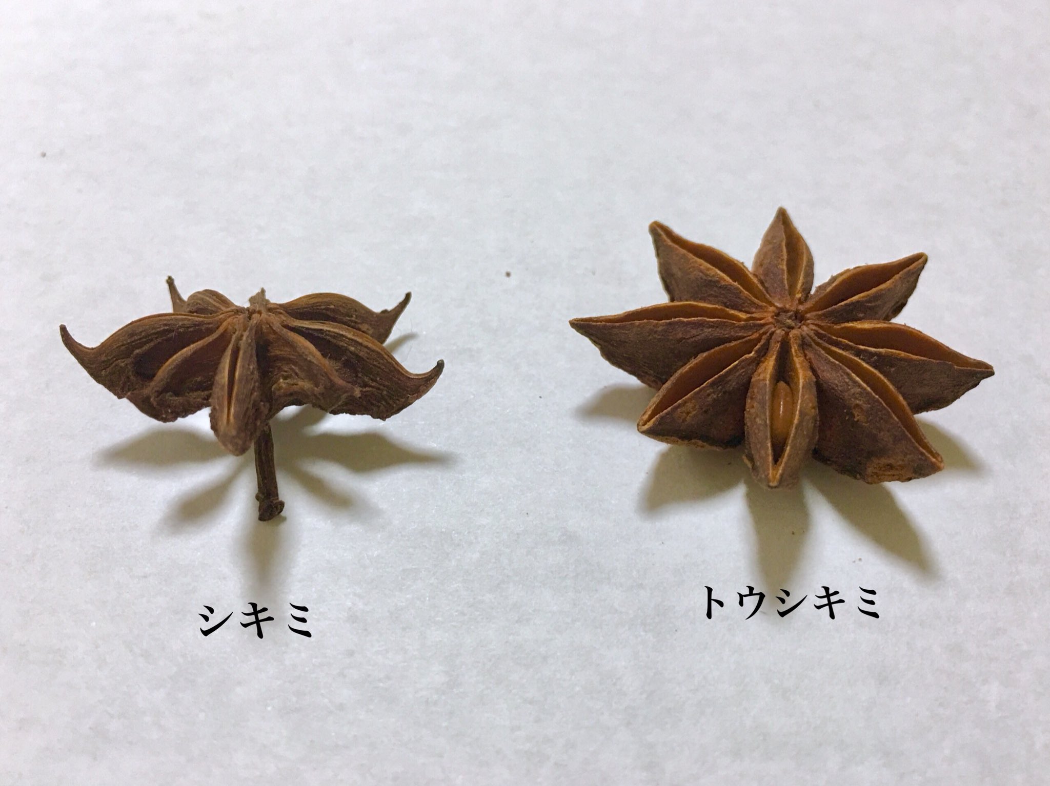 Inori 追記 シキミ 有毒 とトウシキミ 香辛料の八角 の違いです 確認したかったので八角を買ってきました 八片ある鞘の先端が鉤状になっていたらシキミです 植物では唯一毒物および劇物取り扱い法により劇物に指定されていますが 仏前に供えたり