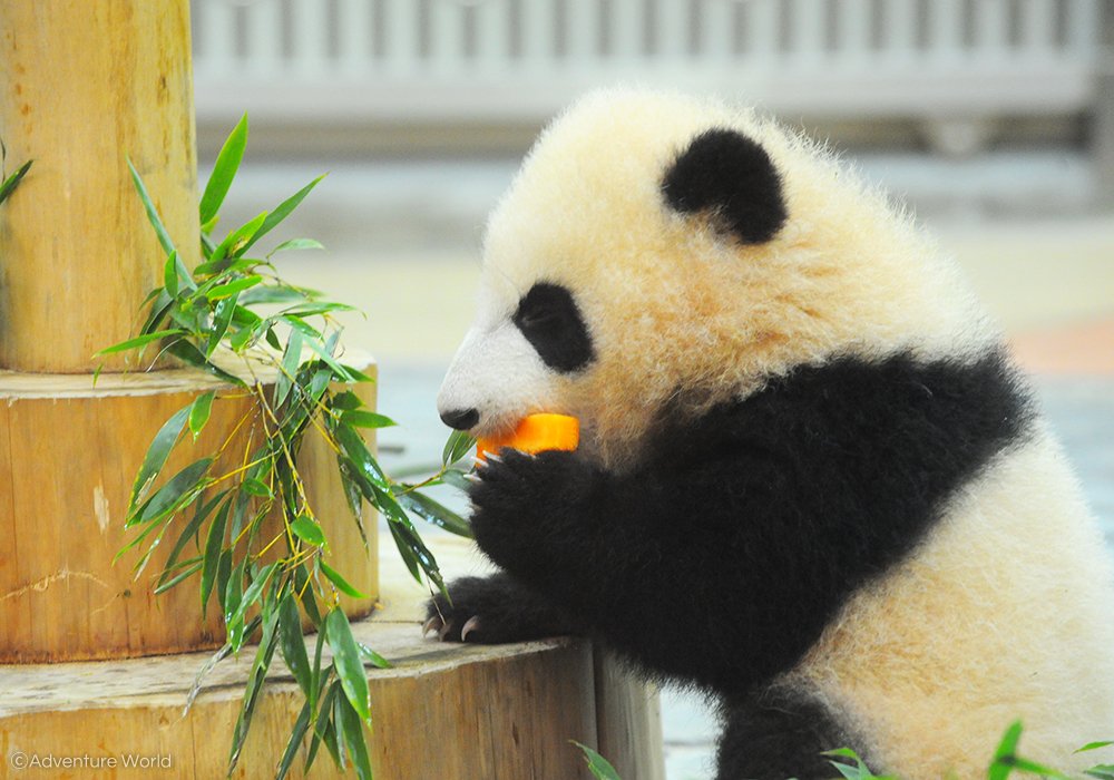 アドベンチャーワールド 公式 お母さんパンダ 良浜 らうひん のおやつはリンゴやニンジン 彩浜 さいひん はまだ食べることはできませんが興味津々の様子 お母さんの大好物はどんな味なのか 気になるようです 158日齢 1月19日 の体重 8 040g 出生