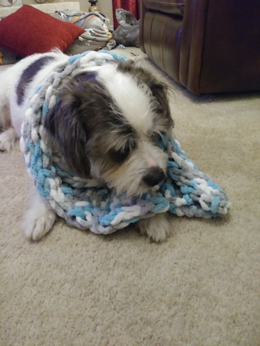 LemonElla49's tweet image. I ran out of yarn before making the scarf long enough for me, so I let the dog wear it. #loopit