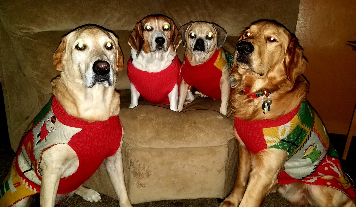 drkarenbecker's tweet photo. One of our featured pets for #FanPicsFriday is not like the others, but they’re all loveable nonetheless. ❤️ https://t.co/xrBeyTZ5Ye