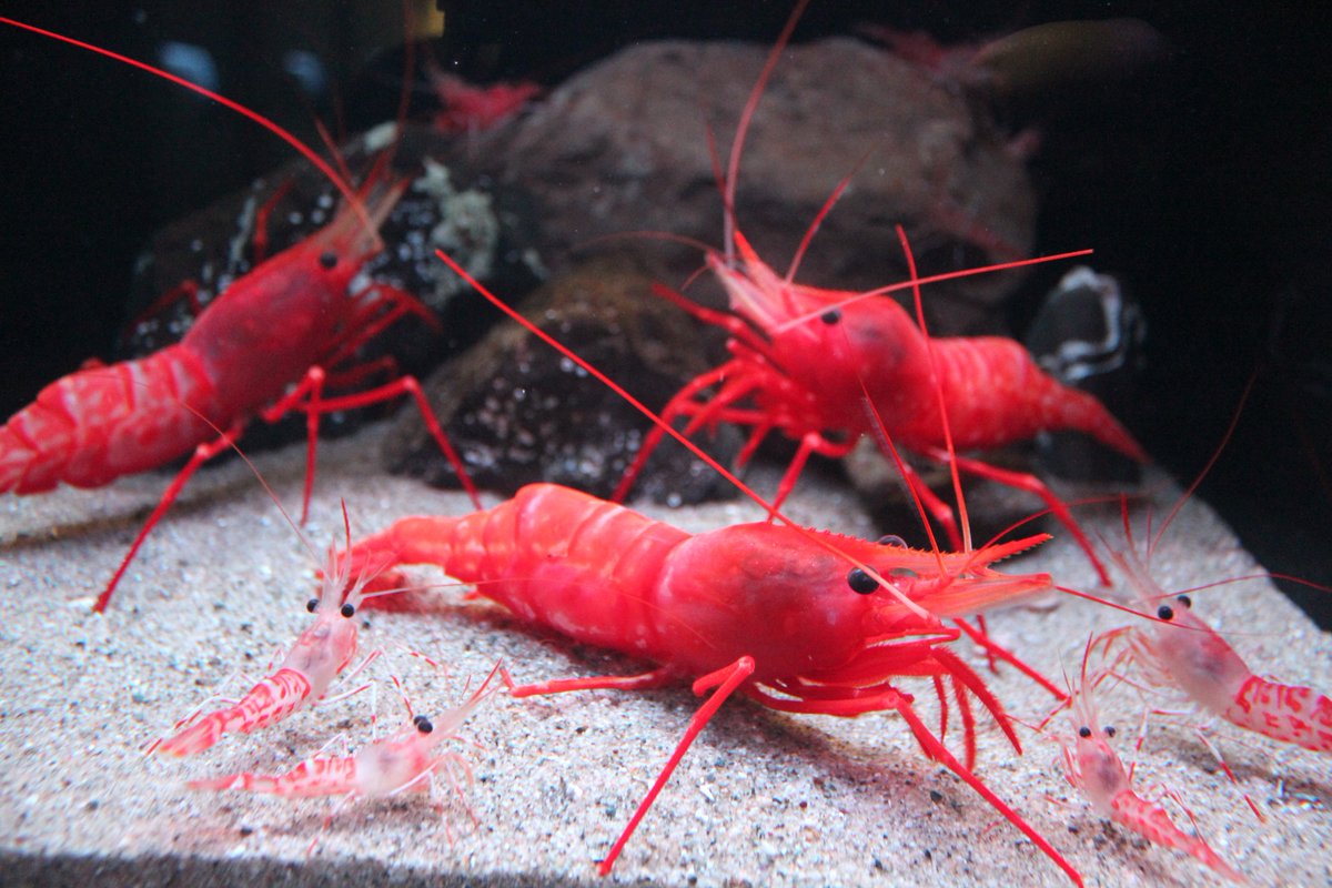 公式 アクアマリンふくしま 世界初展示 の新種 のエビ 水族館でふ化し育てた稚エビ 子ども も一緒に展示しています 新種の親子展示 かわいい シレトコモロトゲエビ 新種 アクアマリンふくしま 公式 アクアマリンふくしま 世界初展示 の新種 のエビ 水族館でふ化し育てた稚エビ 子ども も一緒に展示しています 新種の親子展示 かわいい シレトコモロトゲエビ 新種 アクアマリンふくしま