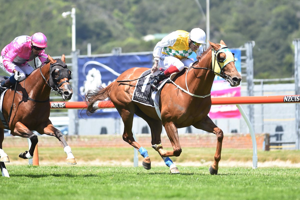 nzracingnews's tweet photo. There will be plenty of celebrations is the Central Districts tonight as Mark Oulaghan's underrated galloper #ShadowsCast gave his rivals weight and a beating when he took out the prestigious Gr.1 Harcourts Thorndon Mile (1600m) at Trentham on Saturday.
https://t.co/gaK63XpPu0 https://t.co/Xfko2eMvno