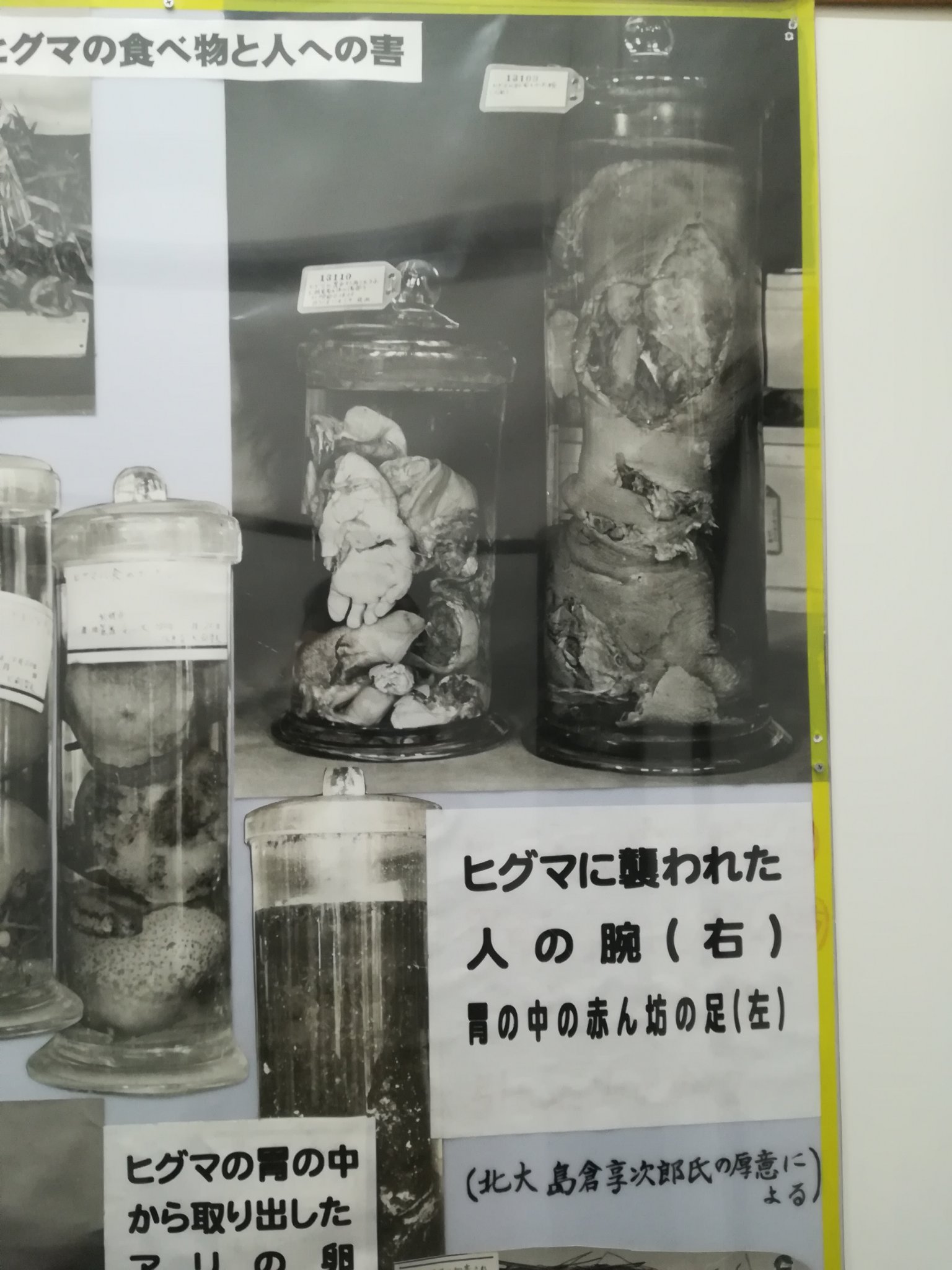 阿刀田阿子 On Twitter なんやねん この博物館やばすぎるやろ