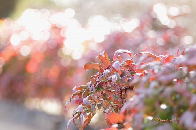 すべての美しい花の画像 Hd限定オタフク ナンテン 花 言葉 すべての美しい花の画像 Hd限定オタフク ナンテン 花 言葉