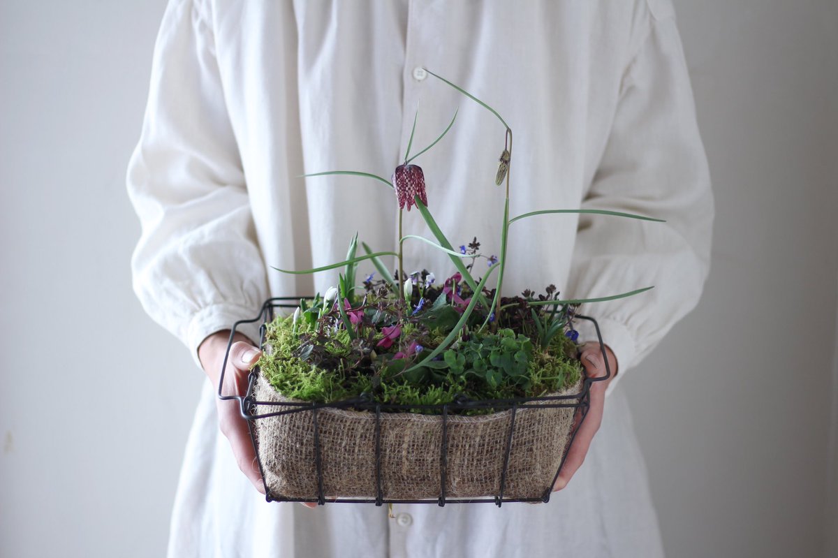 手紙社 Poppy Seeds 是枝錬太郎 芽吹き展 At Soel 2 15 2 17 冬から春へと向かう 今の時期にしか見ることができない植物の 芽吹き Soel ソエル では 2月15日 金 2月17日 日 Poppy Seeds 是枝錬太郎さんの寄せ植えの展示販売会