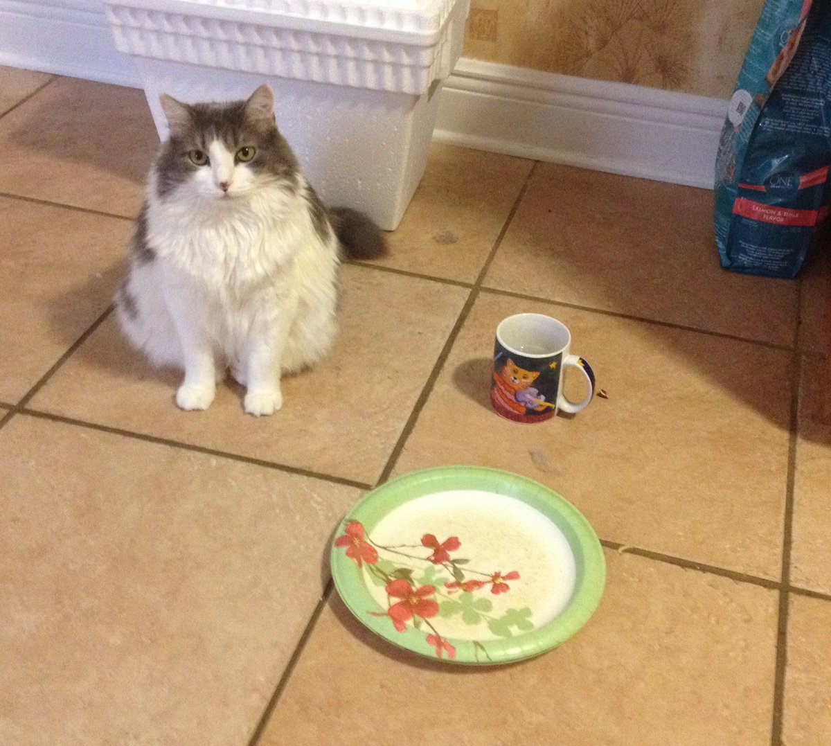 BlackwellsBooks's tweet photo. “Do you see the problem here?” #felinesofFlorida #FelineFriday https://t.co/1cPTEqARkw