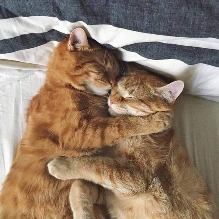 มุ้ก้อรนู่มนู่ม😽🐽 tweet media