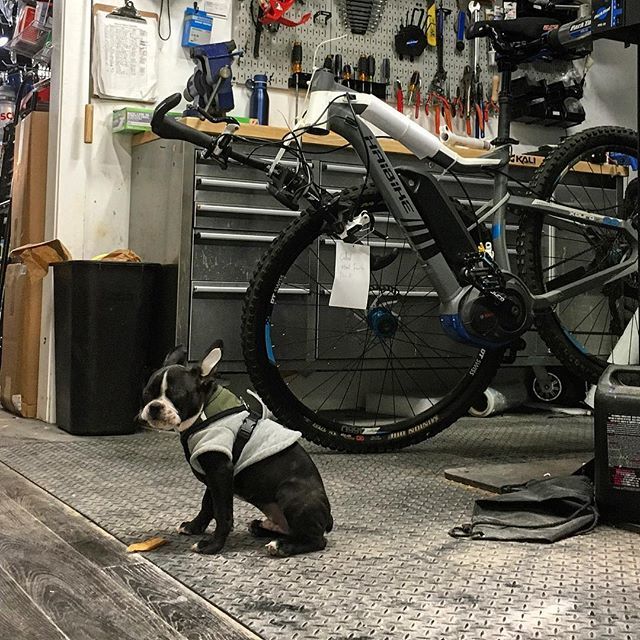Waiting on shock rebuilds like.... #guarddog #sdflyrides .
.
.
.
.
.
.
#dogsofinstagram #dogsofinstaworld #bostonterrier #haibike #haibike_official #bikeshop #bikeshoplife #bikesofinstagram #mtb #ebikes #ebike #ebikestyle #getoutside #mylajolla #sandiego
