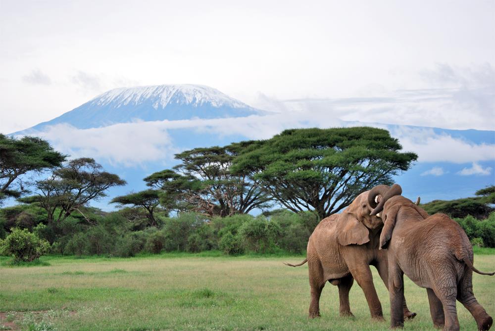 imBookingMentor's tweet photo. Experience the glimpsing #wildlife in #Amboseli National Park, famous for its scenery &amp; get close to free-ranging #elephants. 

See More: https://t.co/70PtGQIp63
.
.
.
.
#travel #adventure #vacation #travelgram #explore #holiday #travels #traveler #traveling #travelphotography https://t.co/FOtuuyj2SG