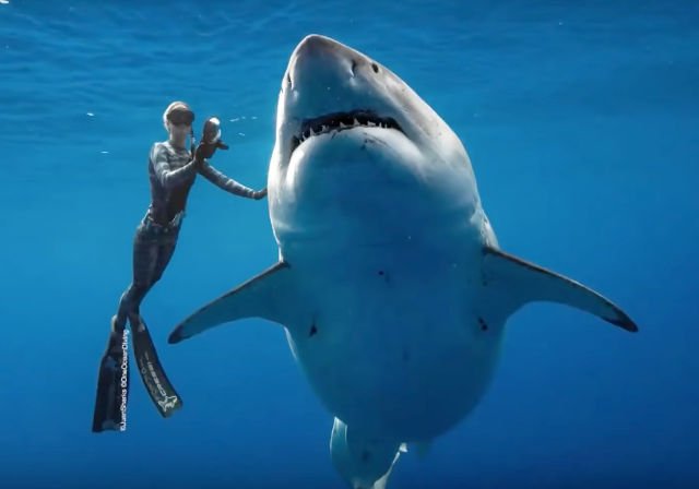 DesignEnginR's tweet photo. New Footage Of Divers Swimming Alongside Deep Blue, One Of The Largest Great White Sharks Ever Recorded https://t.co/UQz3i29DJy https://t.co/1WrAP1EbKQ