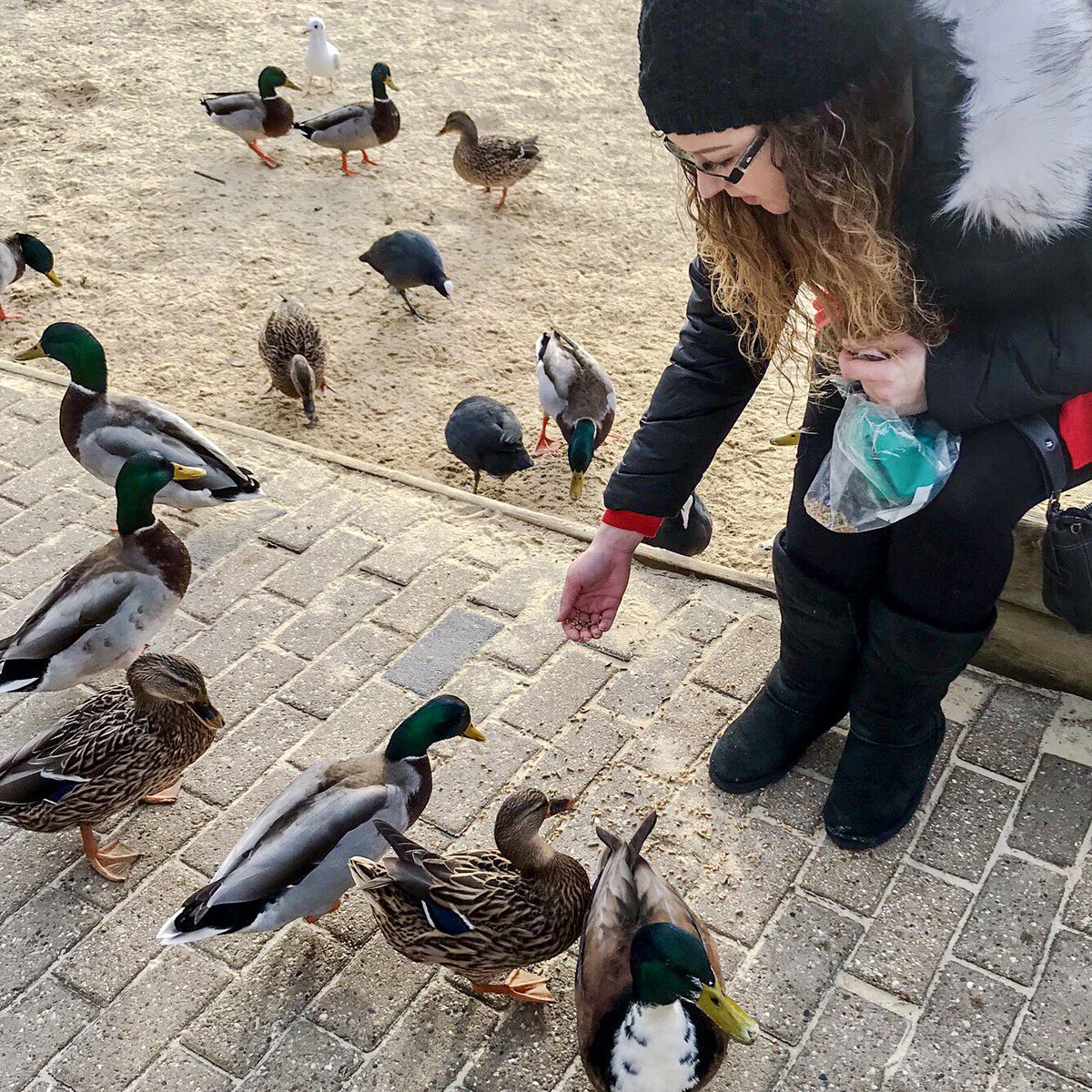 A_L_Simpson's tweet photo. Feeding the ducks @CJWildlife duck food at @CP_UK_Elveden. Look how much they love it ππ¦@breaducationUK #snapaquack #betterthanbread #iloveducks https://t.co/WZ8zSl8NmM