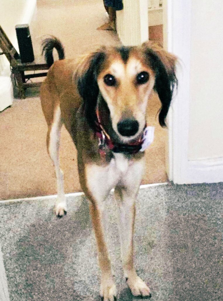 Ruby the stolen #Saluki has been reunited ❤️🐾 She was spotted on <a href="/ShpockUK/">Shpock UK</a> for sale!!! The #Shpock platform shows no care for animals whatsoever. Live animal adverts must be stopped! RT if you agree <a href="/SAMPAuk_/">Stolen&Missing Pets</a> <a href="/APDAWG1/">APDAWG</a> <a href="/BBCWatchdog/">BBC Watchdog</a>
