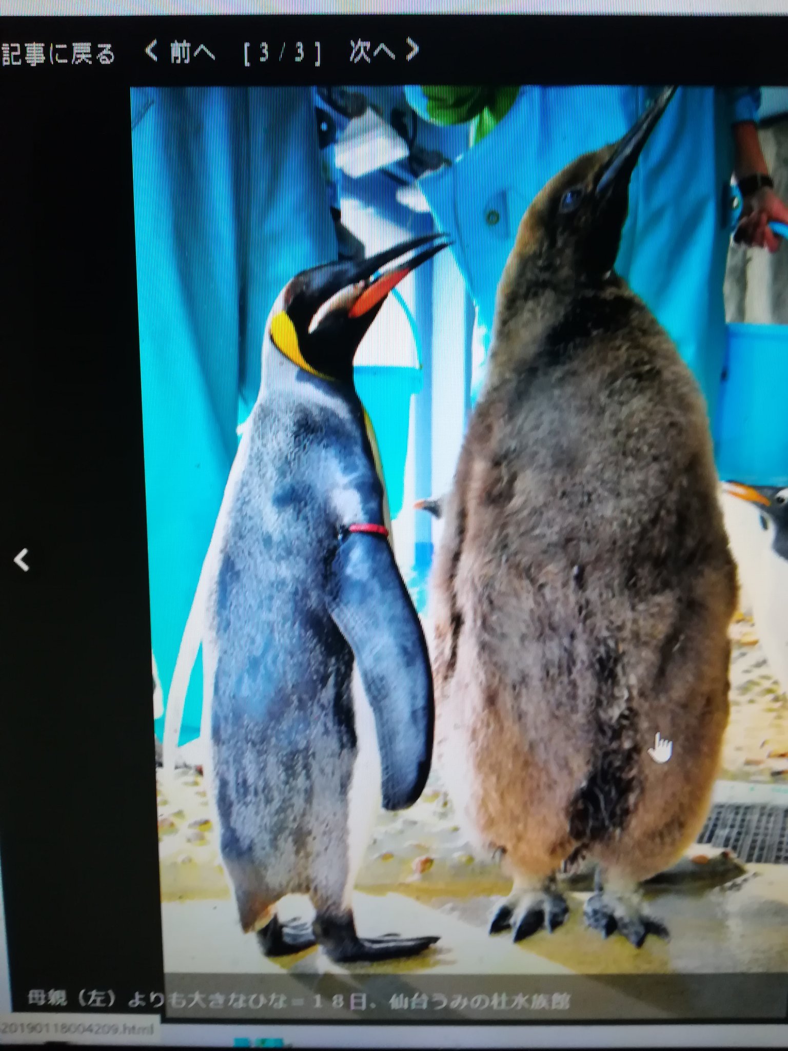 画像 大きすぎるペンギン のひなが人気 仙台うみの杜水族館にふわふわのぬいぐるみのような王様ペンギンのヒナ お母さんより大きいと話題に うみの杜水族館 オウサマペ まとめダネ