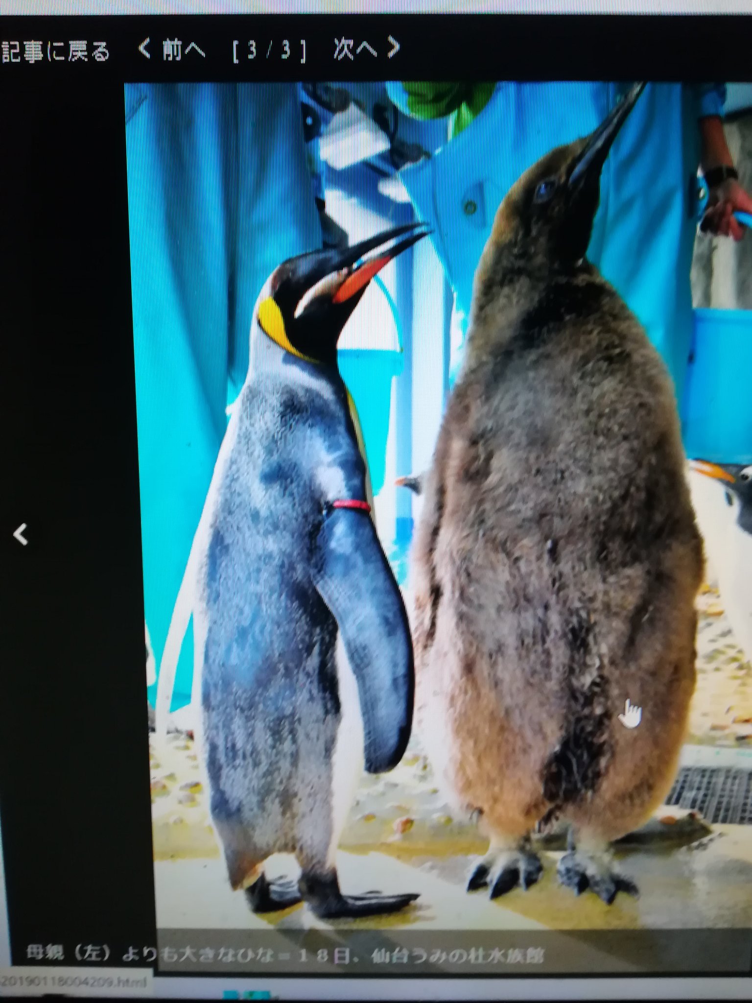 画像 大きすぎるペンギン のひなが人気 仙台うみの杜水族館にふわふわのぬいぐるみのような王様ペンギンのヒナ お母さんより大きいと話題に うみの杜水族館 オウサマペ まとめダネ 画像 大きすぎるペンギン のひなが人気 仙台うみの杜水族館にふわふわのぬいぐるみのような王様ペンギンのヒナ お母さんより大きいと話題に うみの杜水族館 オウサマペ まとめダネ