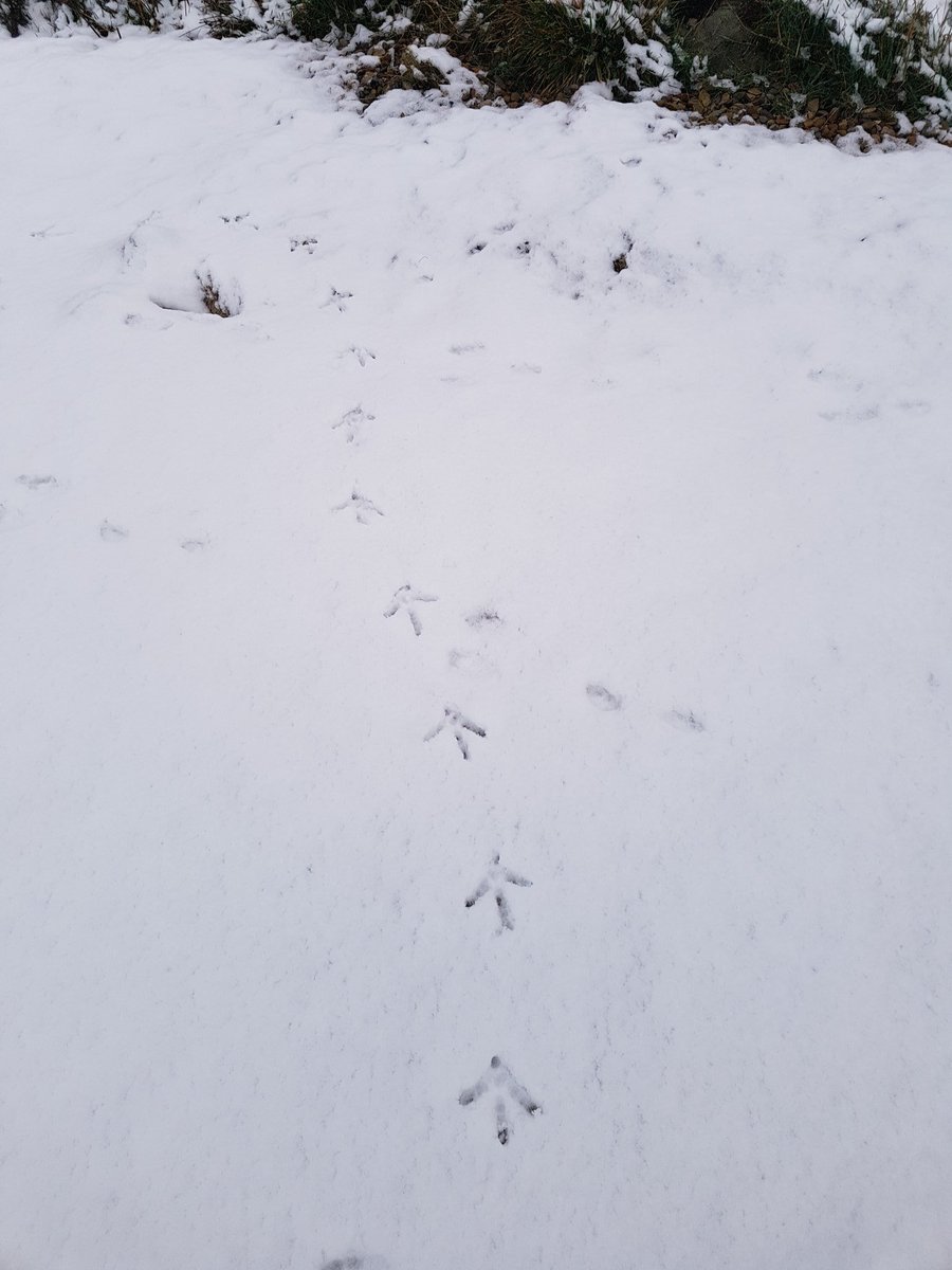 Who's are these footprints and where do they go? #glamping #mystery REASONS TO LOVE WINTER GLAMPING ☃️😍