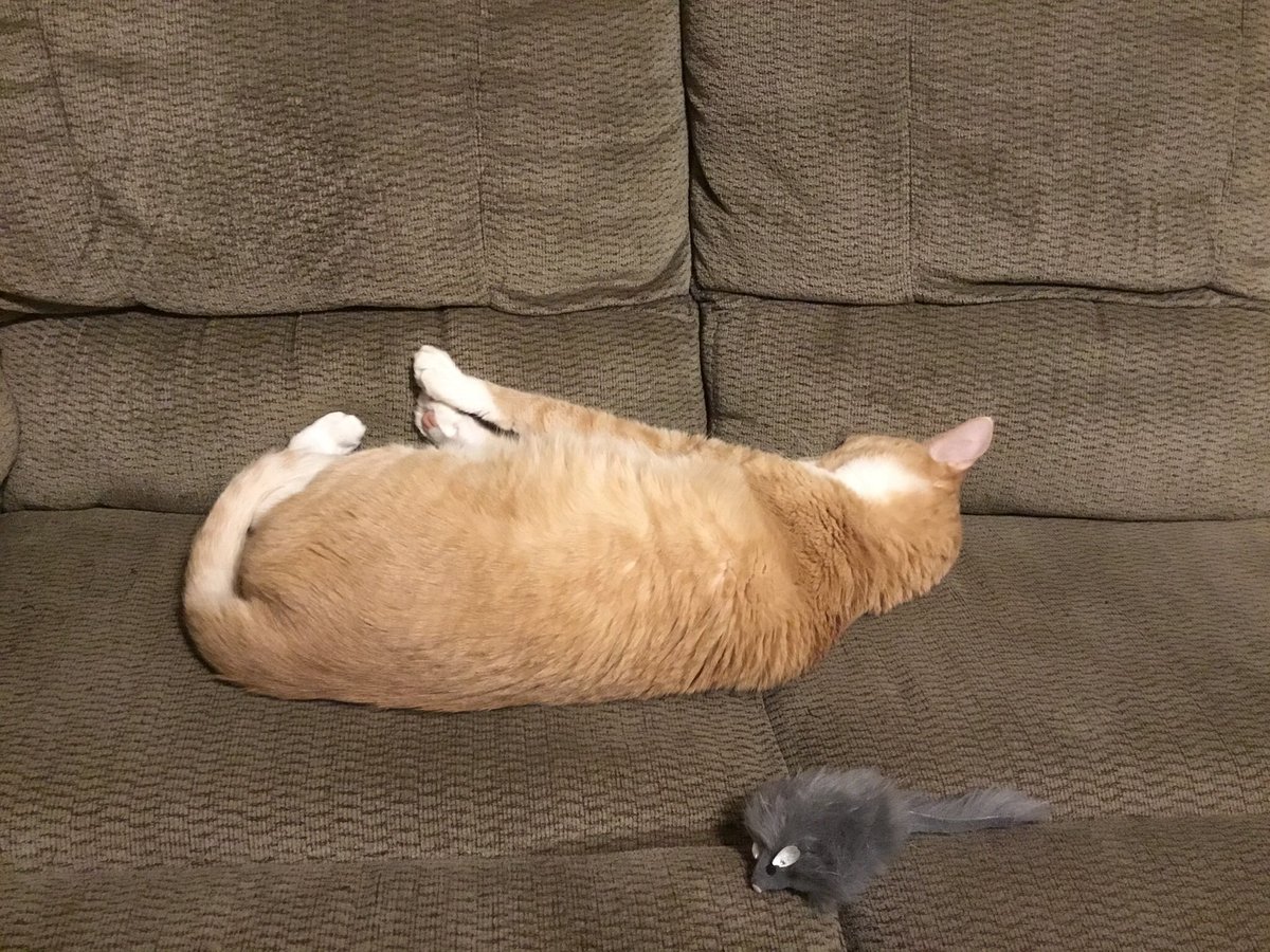 Tough day at the office... Happy Friday! #cats #FridayVibes #funnycats #CatsOfTwitter #FridayFun