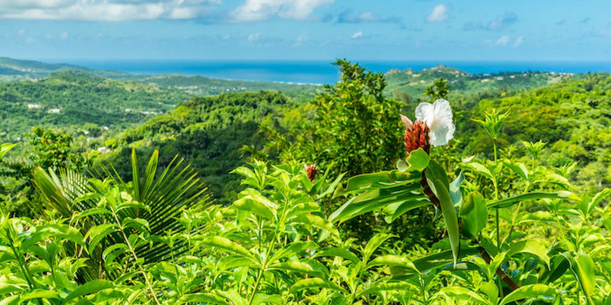 JohnnyJet's tweet photo. 10 Things to Do in #Barbados (@barbados), via @pshio https://t.co/RvEjIIeDNq https://t.co/qCCj7r3wxI