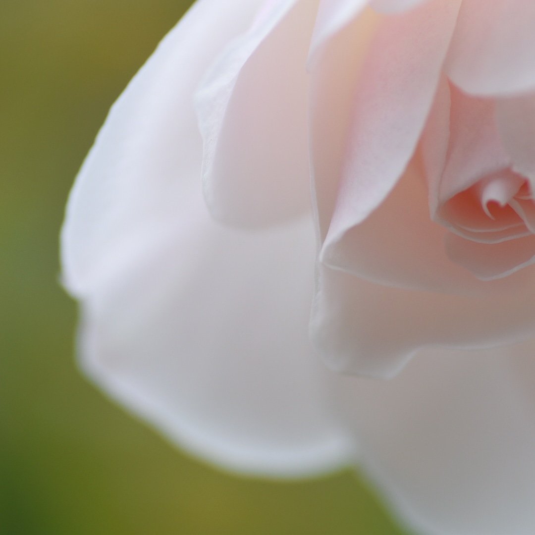mana07764088's tweet photo. 記念すべき第一回ツィート♡

#薔薇
#花
#花好き
#写真好きな人と繋がりたい
#Nikond5500 https://t.co/OSUo5TVPBW