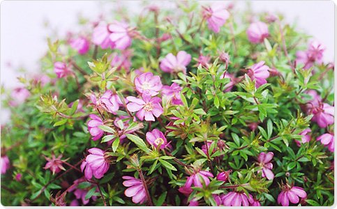 花 No 1